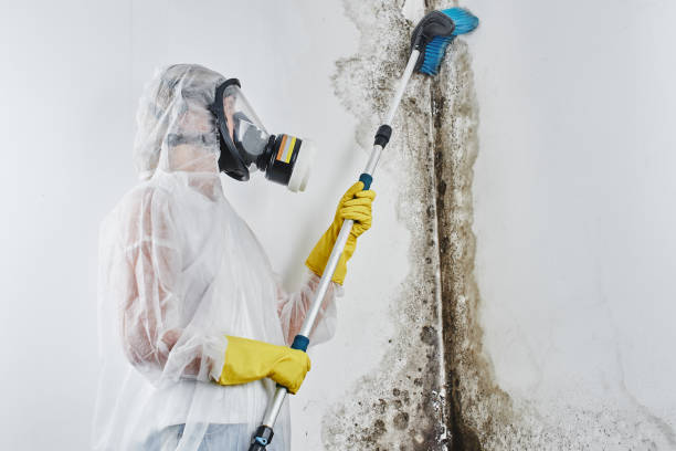 Best Crawl Space Mold Removal  in South Bend, WA