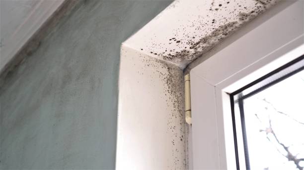 Best Commercial Mold Removal  in South Bend, WA