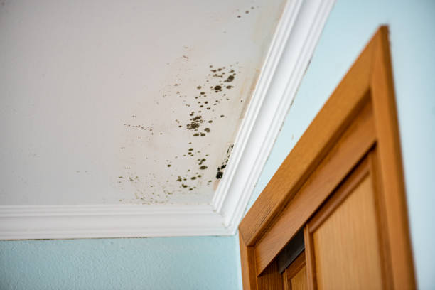 Best Mold Remediation Experts  in South Bend, WA