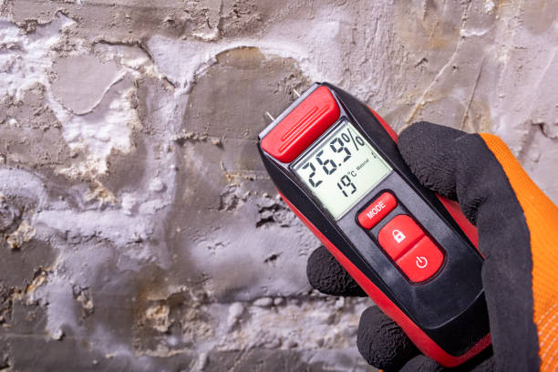 Best Office Mold Removal Services  in South Bend, WA