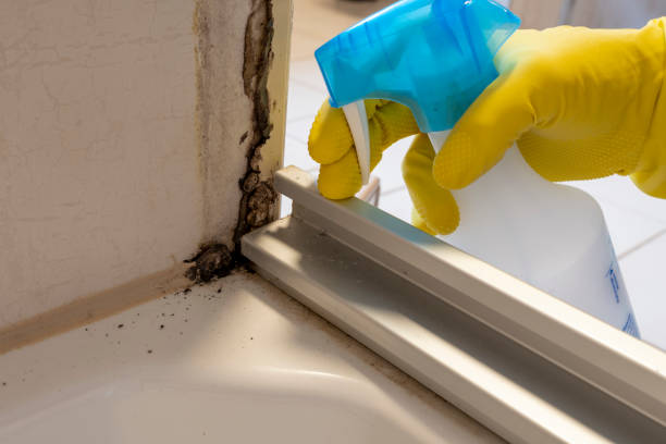 Best Black Mold Removal  in South Bend, WA