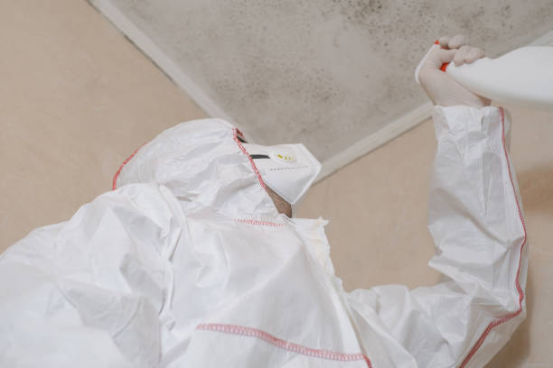 Best Certified Mold Removal  in South Bend, WA
