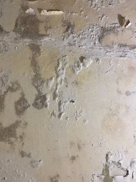 Office Mold Removal Services in South Bend, WA