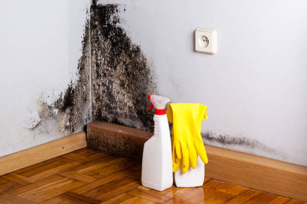 Best Fast Mold Removal  in South Bend, WA