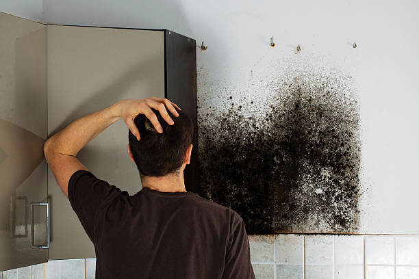 Best Mold Remediation  in South Bend, WA