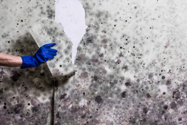Best Mold Removal Near Me  in South Bend, WA
