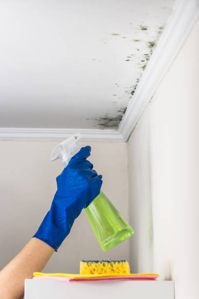 Best Professional Mold Removal  in South Bend, WA